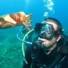 2 Accompanied Dives