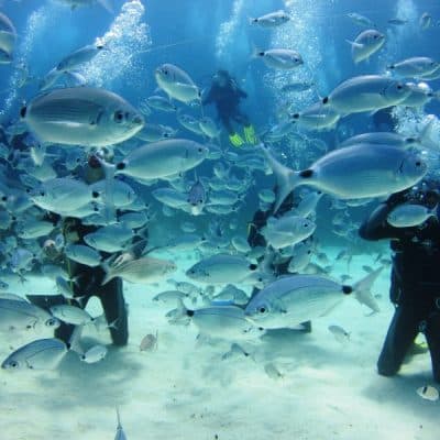 Diving in Malta