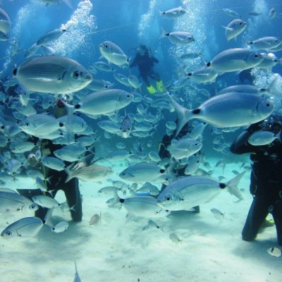 Diving in Malta